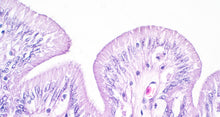 Load image into Gallery viewer, Large intestine tissue under microscope