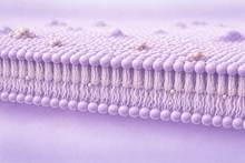 Load image into Gallery viewer, TRANSIL Membrane Affinity Kit
