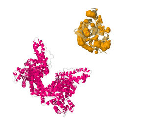 TRANSIL PPB Binding Kit