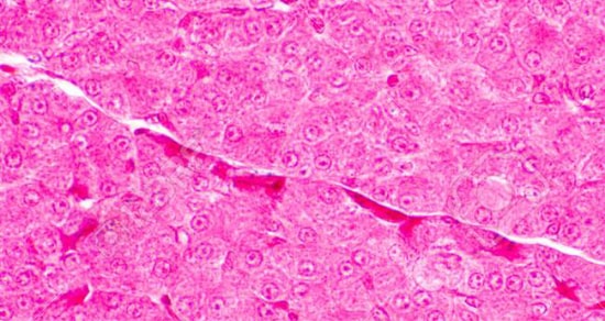 TRANSIL Microsomal Binding Kit